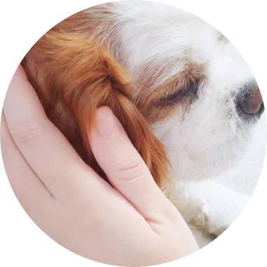 人やペット、地球にやさしいお洗濯